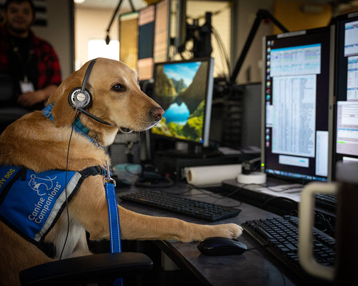 dog dispatch.jpg